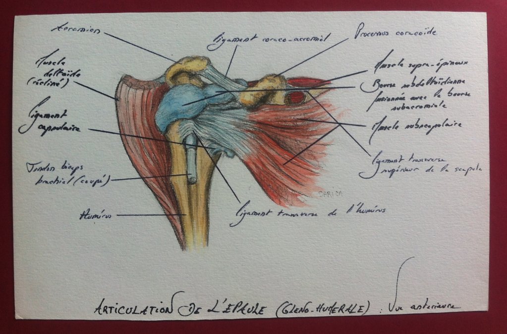 Articulation-de-lepaule-anterieure-2.JPG