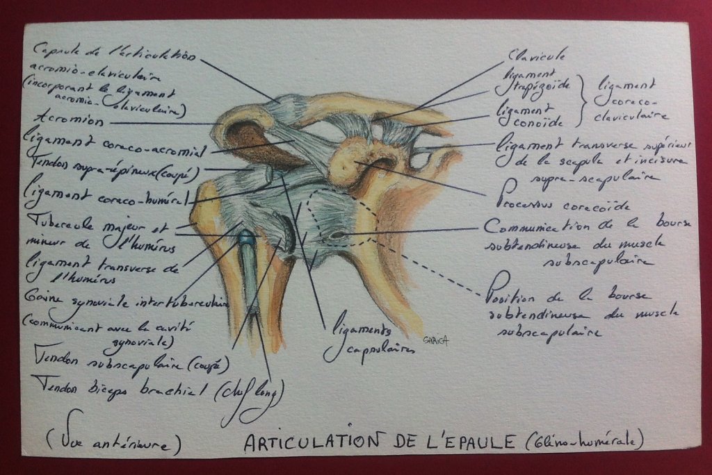 Articulation-de-lepaule-anterieure.JPG