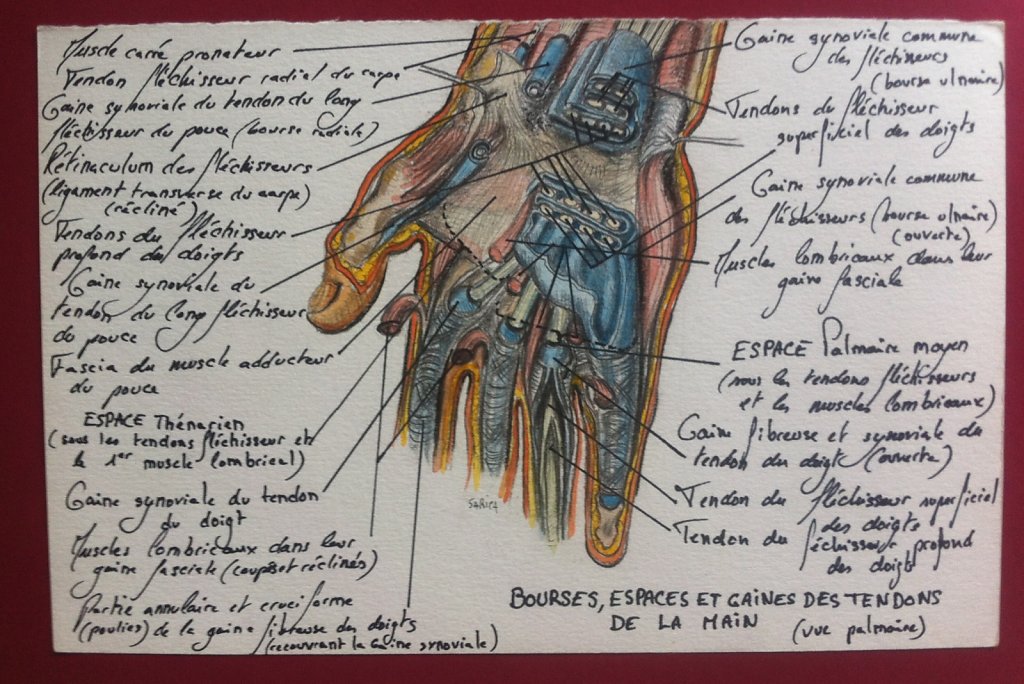 Anatomie