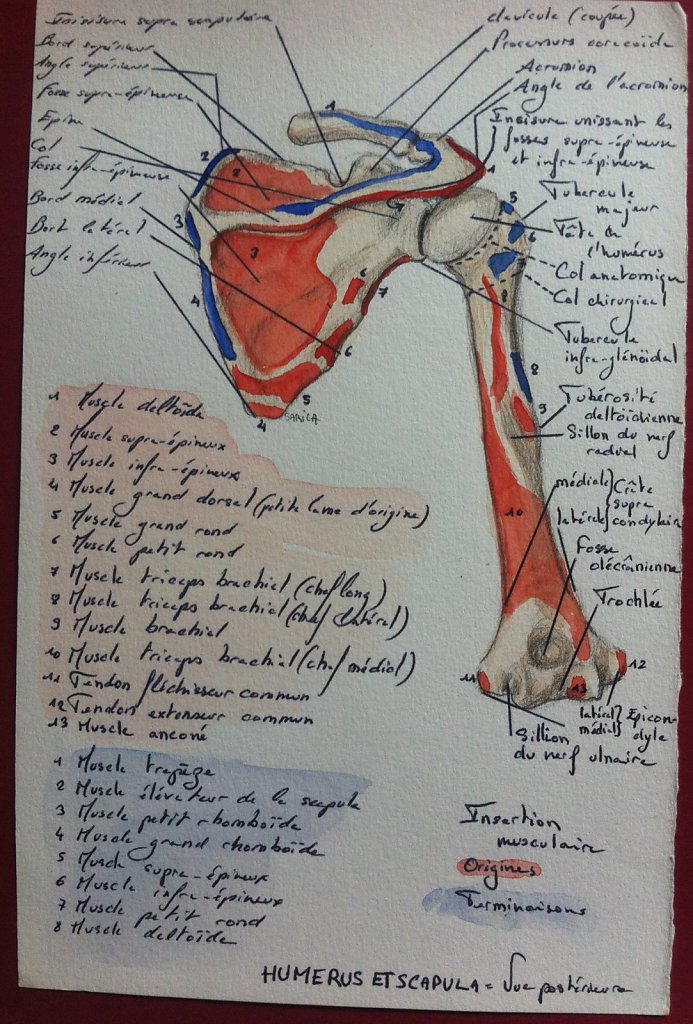 Humerus-et-scapula-posterieure.JPG