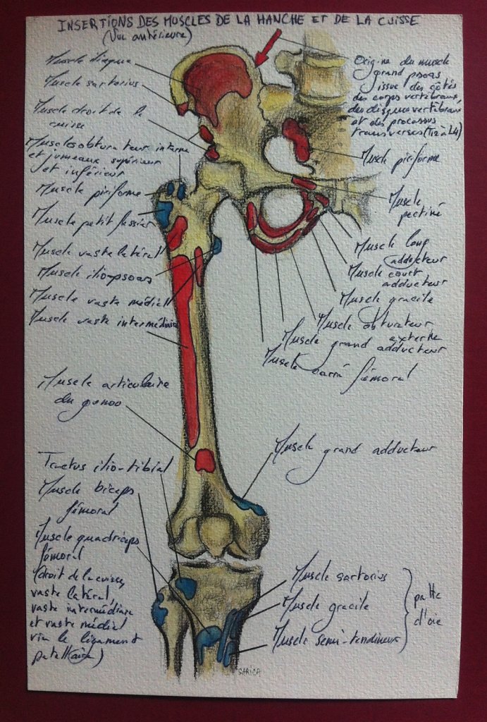 Insertions-des-muscles-de-la-hanche-et-de-la-cuisse-anterieure.JPG