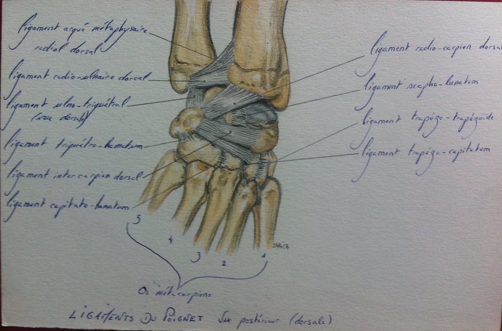 Ligaments-du-poignet-dorsale.JPG