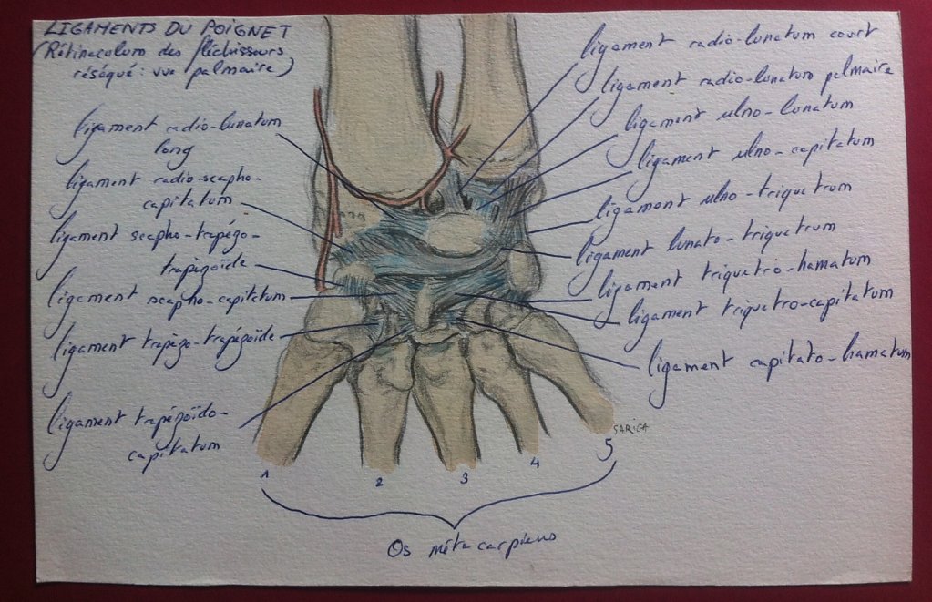 Ligaments-du-poignet.JPG