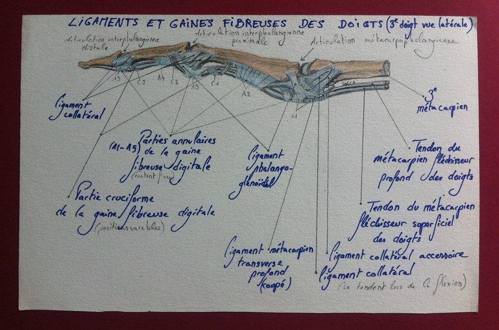 Ligaments-et-gaines-fibreuses-des-doigts-laterale.JPG