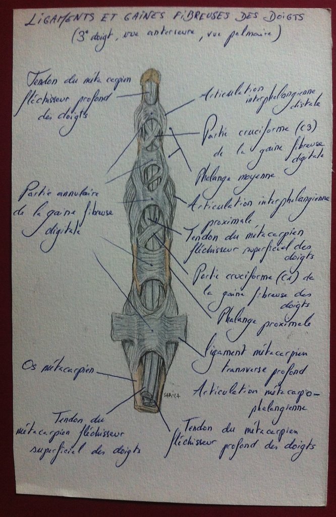 Ligaments-et-gaines-fibreuses-des-doigts.JPG