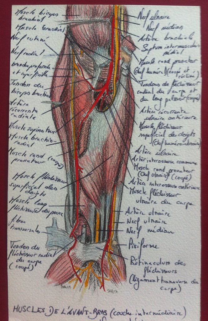 Muscles-de-lavant-bras-couche-intermediaire-vua-anterieure.JPG