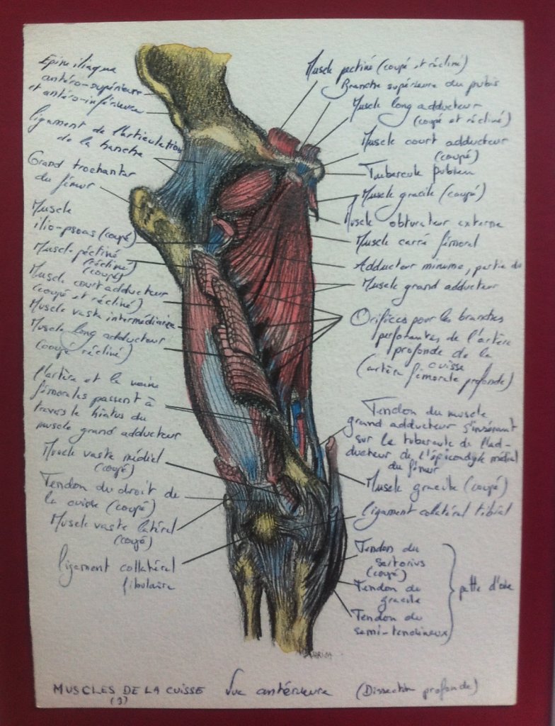 Muscles-de-la-cuisse-anterieure-3.JPG