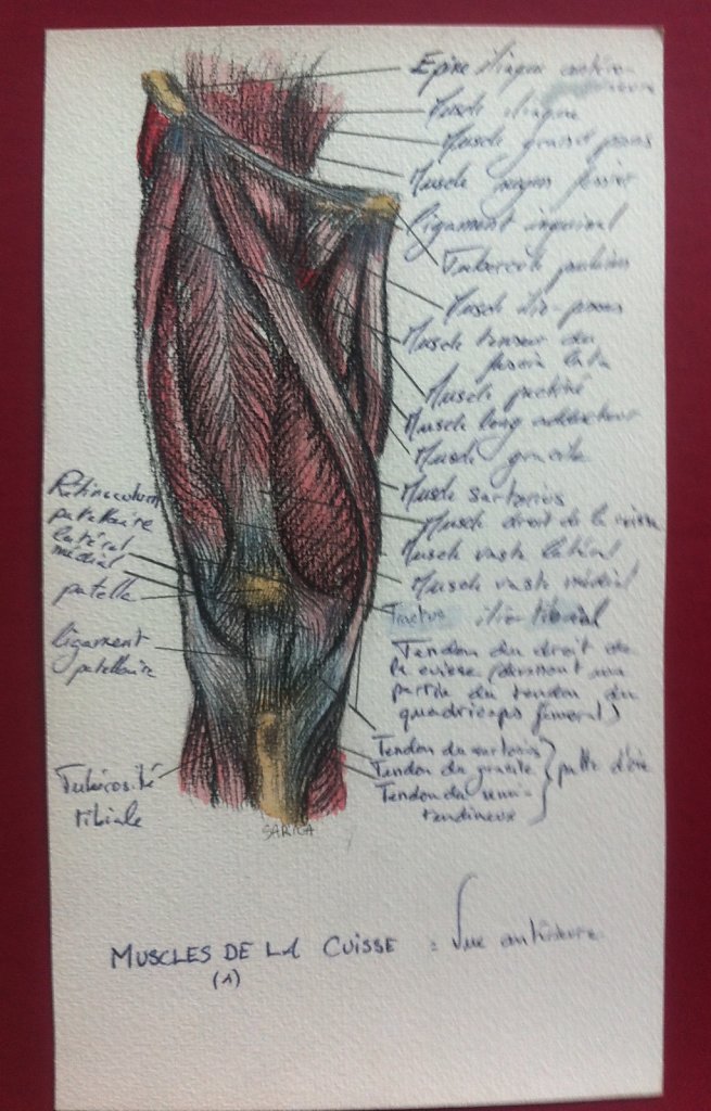 Muscles-de-la-cuisse-vue-anterieure-1.JPG