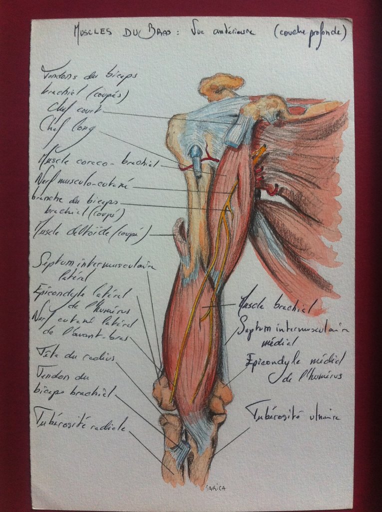 Muscles-du-bras-couche-profonde-vue-anterieure.JPG