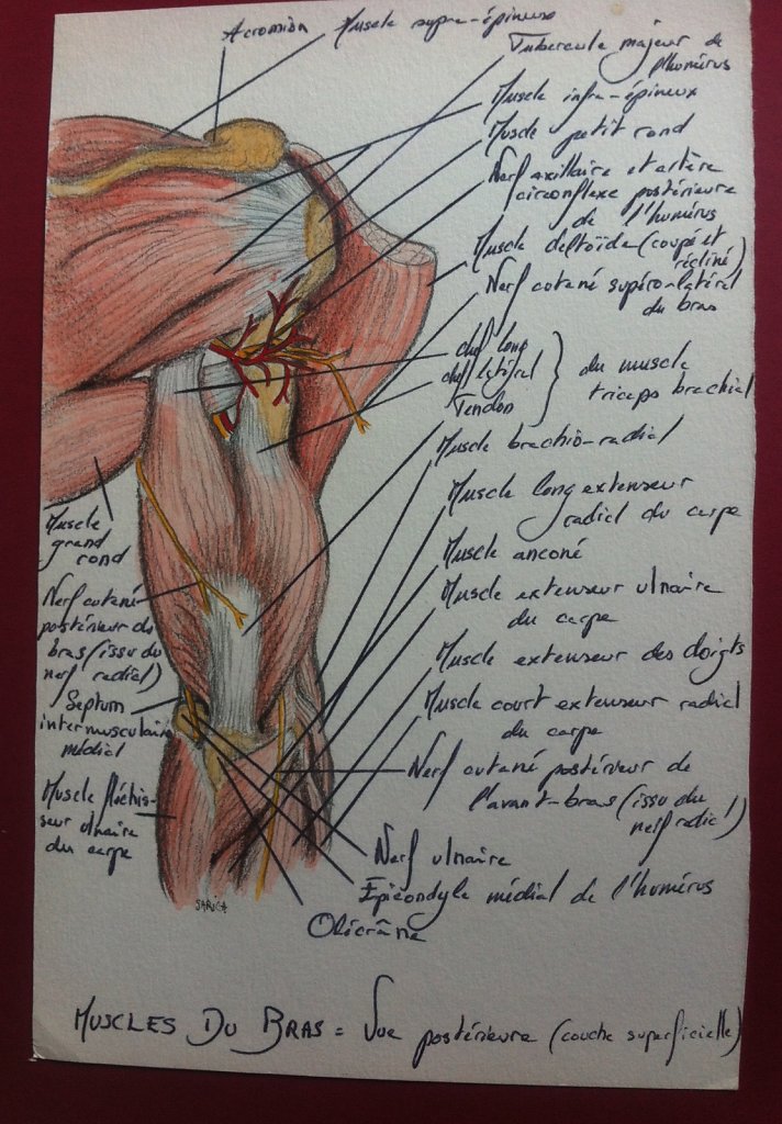 Muscles-du-bras-couche-superficielle-vue-posterieure.JPG