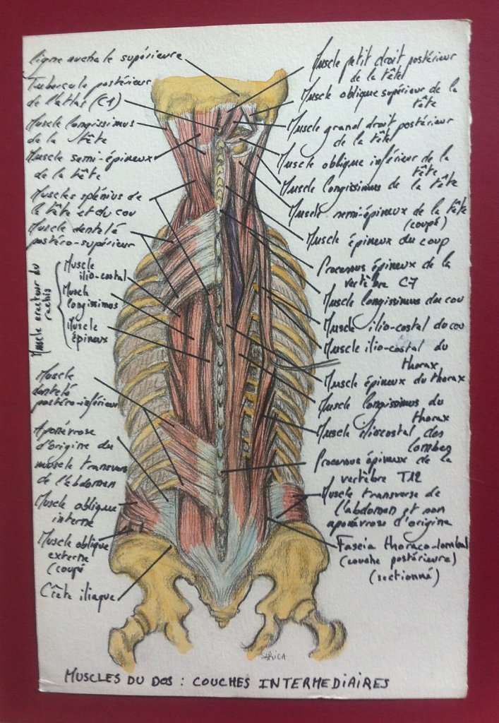 Muscles-du-dos-couche-intermediaire.JPG