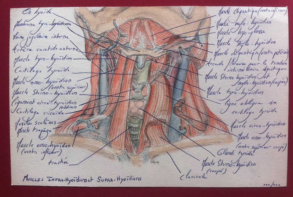 Muscles-infra-et-supra-hyoidiens.JPG