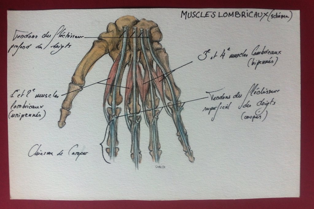 Muscles-lombricaux-main.JPG
