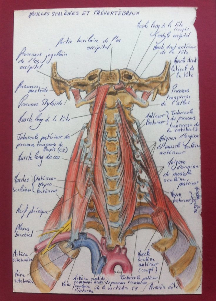 Muscles-scalenes-et-prevertebreaux.JPG