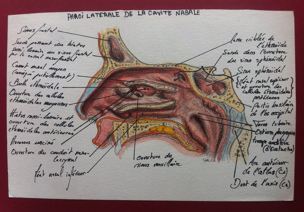 Paroi-laterale-de-la-cavite-nasale-2.JPG