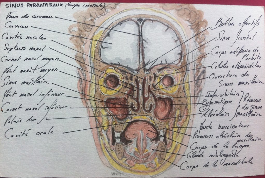 Sinus-paranaseaux-coupe-coronale.JPG