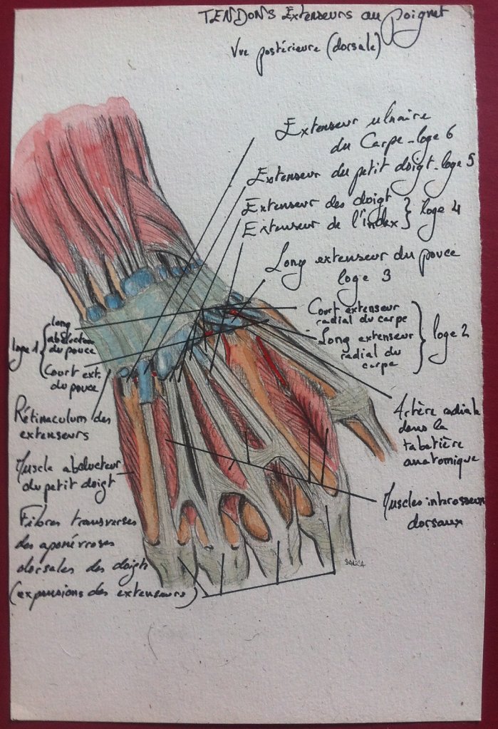 Tendons-extenseur-du-poignet.JPG