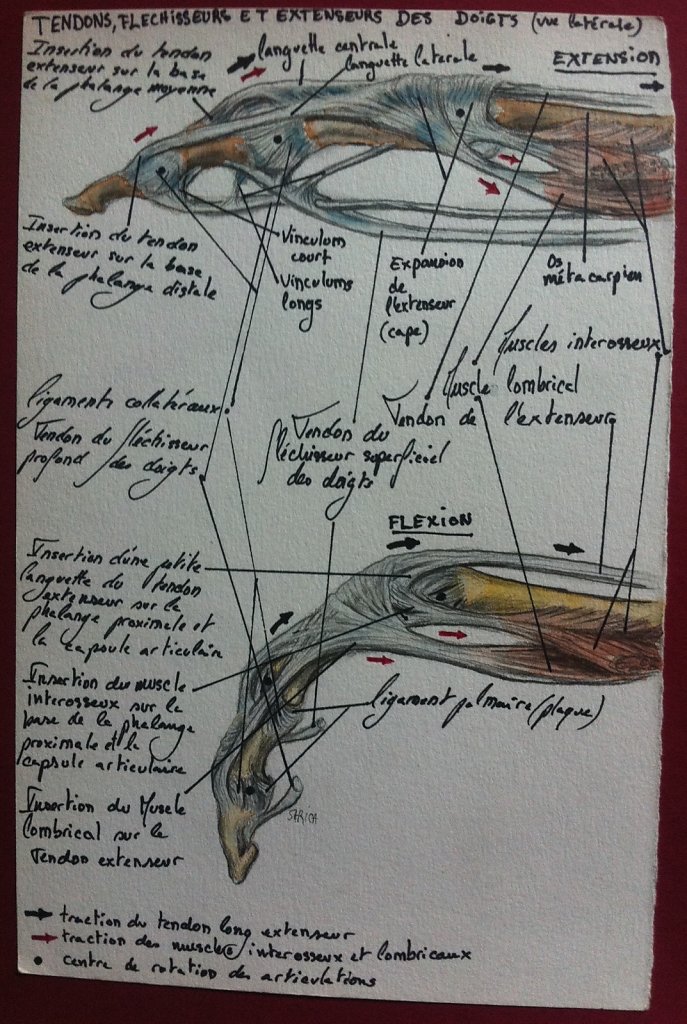 Tendons-flechisseurs-et-extenseurs-des-doigts-laterale.JPG