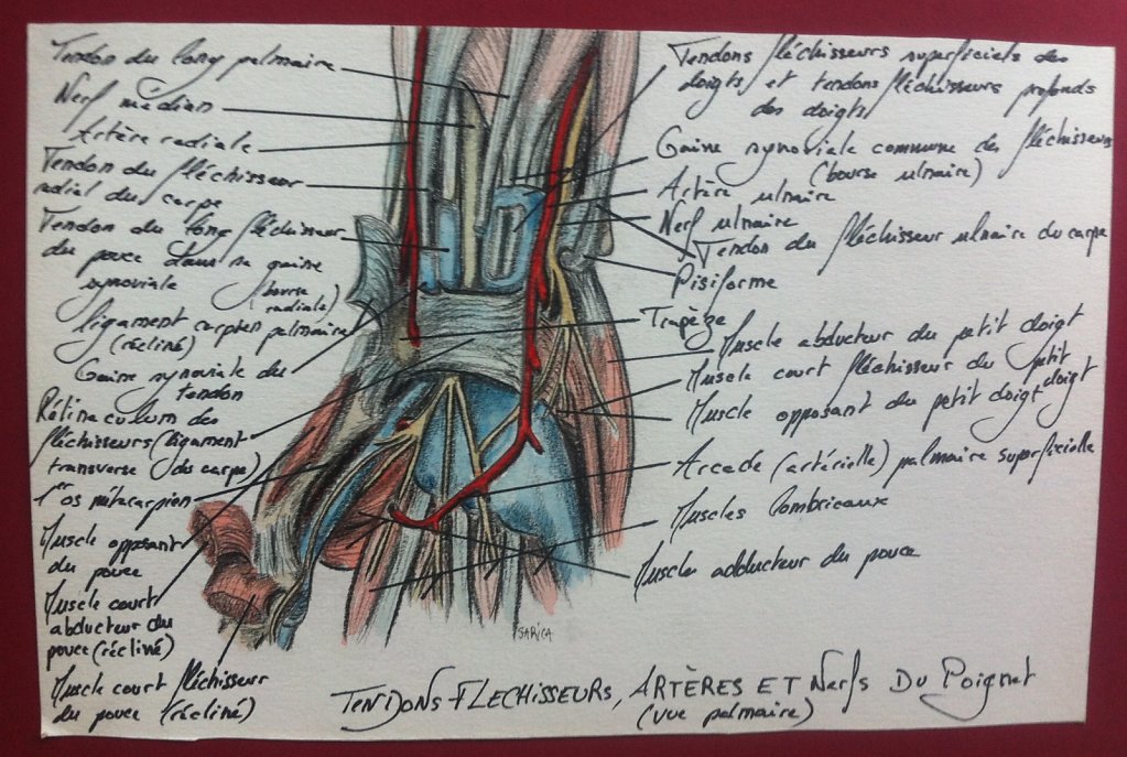 Tendons-flechisseurs-arteres-et-nerfs-du-poignet.JPG