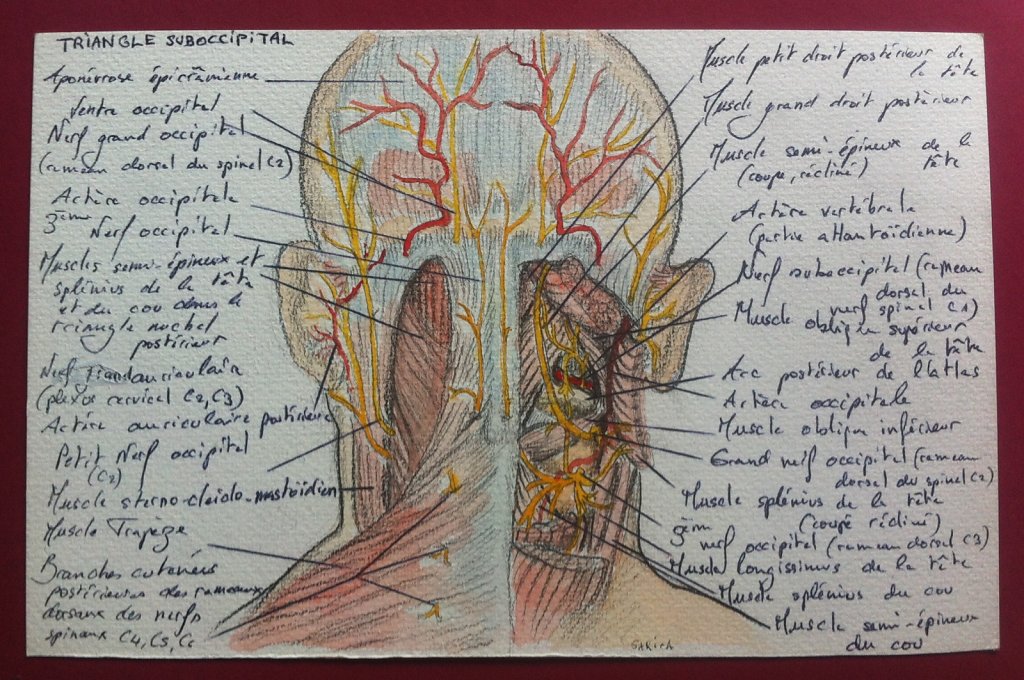 Triangle-suboccipital.JPG